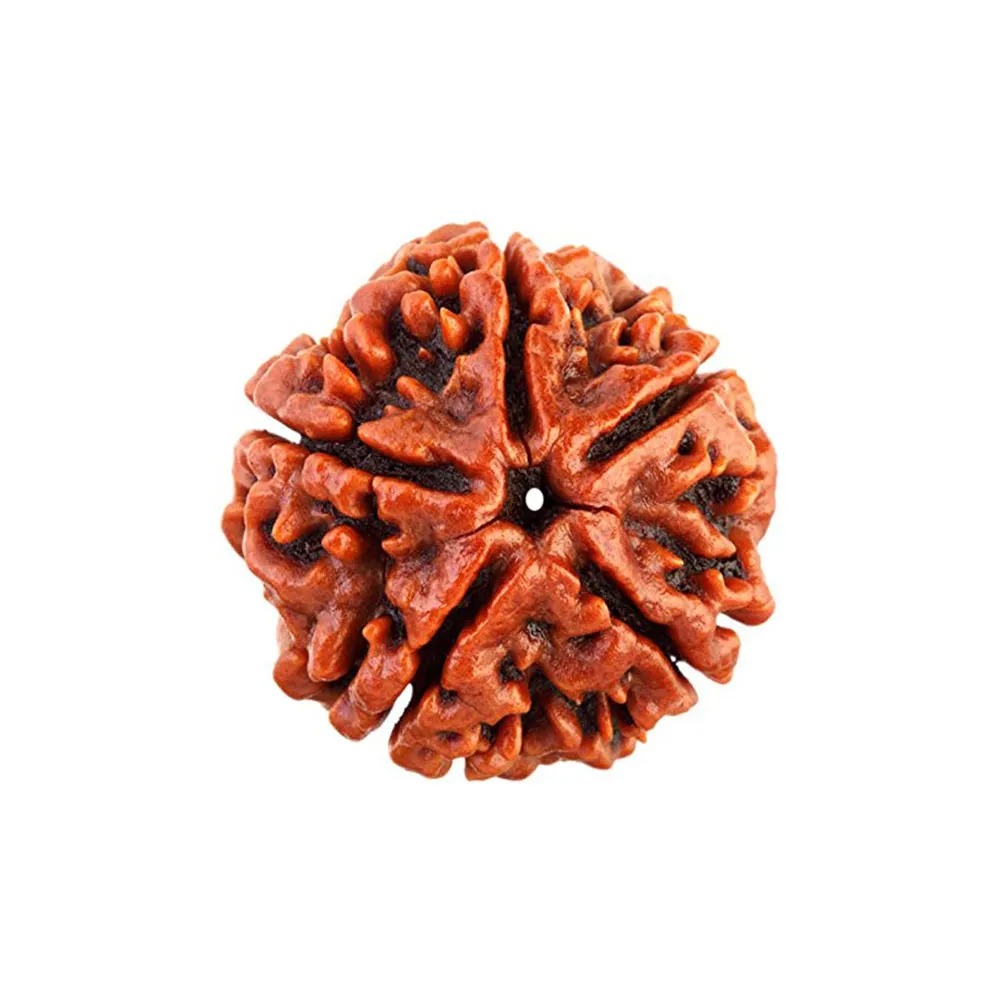 5 Mukhi Rudraksha Sahakara Nagar